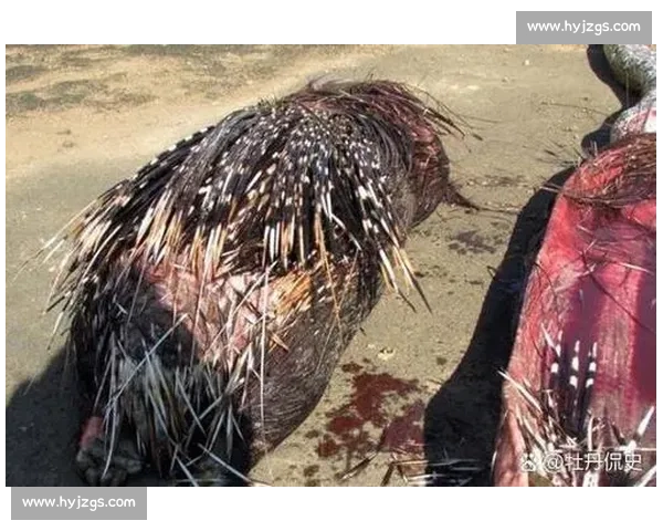 美洲虎与猎物的生死较量揭示了自然界中的生存法则与智慧